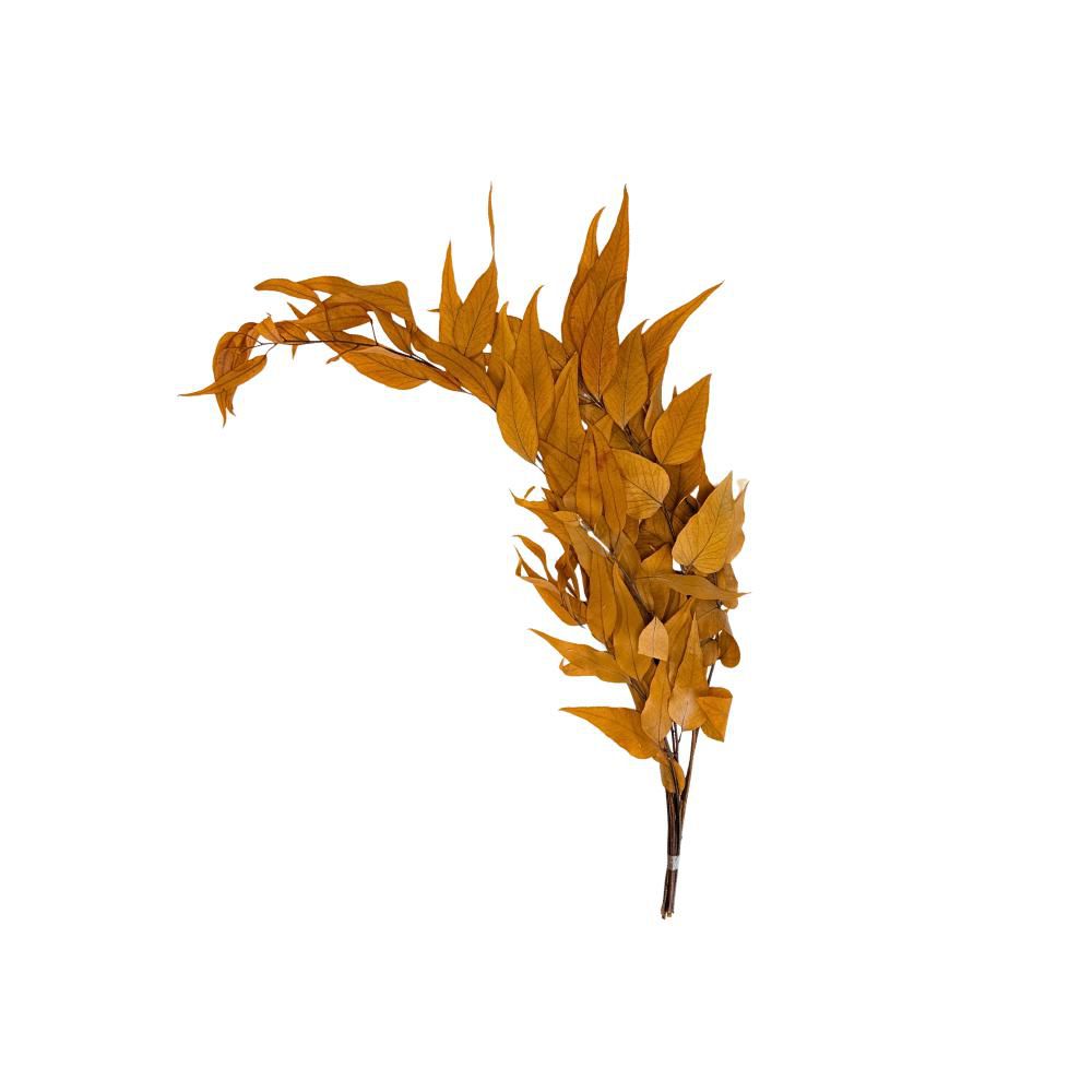 EUCALYPTUS WILLOW PRESERVATO GR.100 CM.75 GIALLO EUCALYPTUS WILLOW PRESERVATO GR.100 CM.75 GIALLO