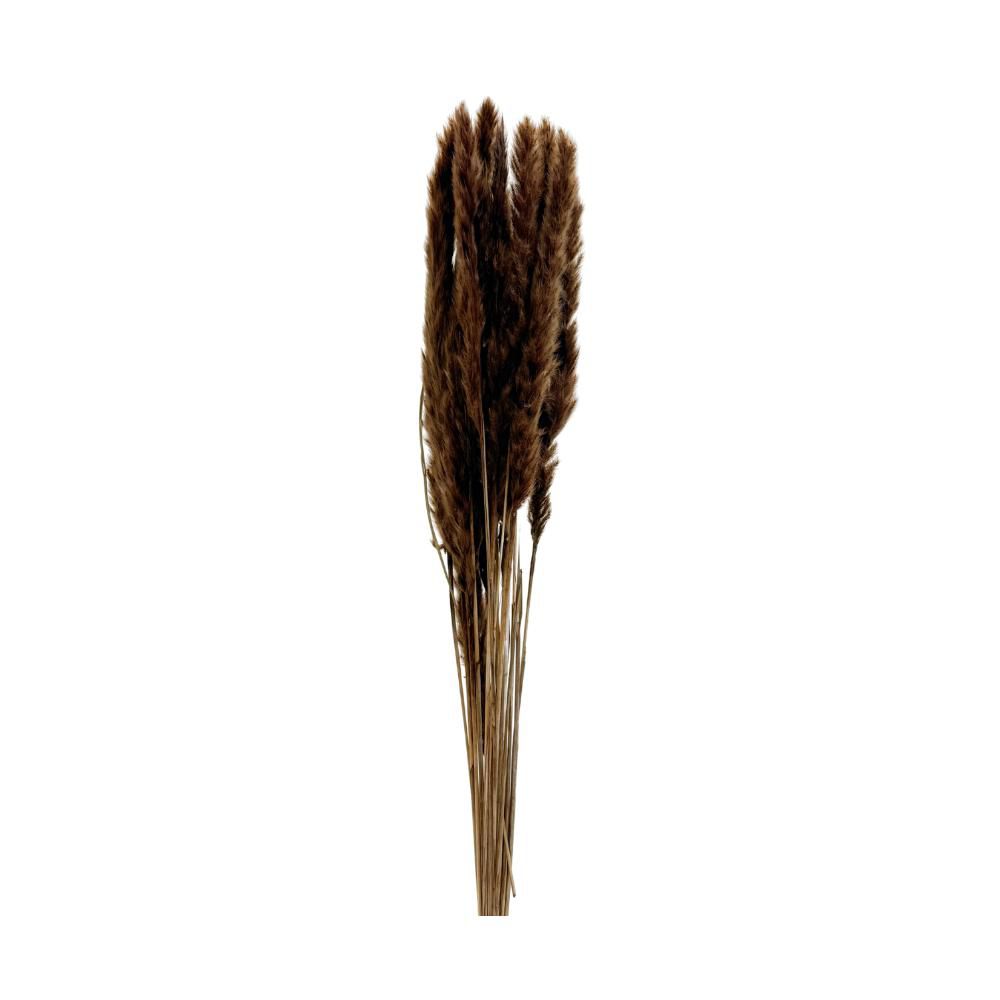 PAMPAS MINI 80 CM 20 PZMARRONE