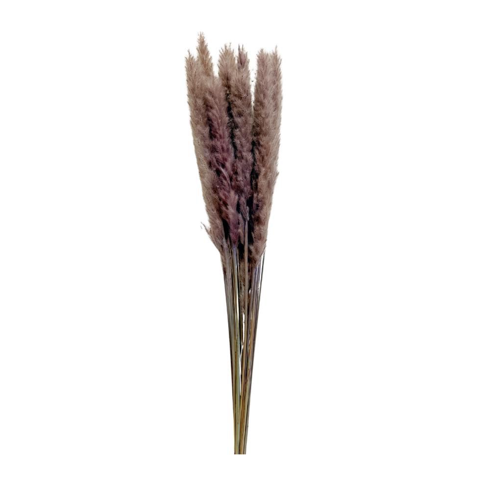 PAMPAS MINI 80 CM 20 PZNATURALE LILLA