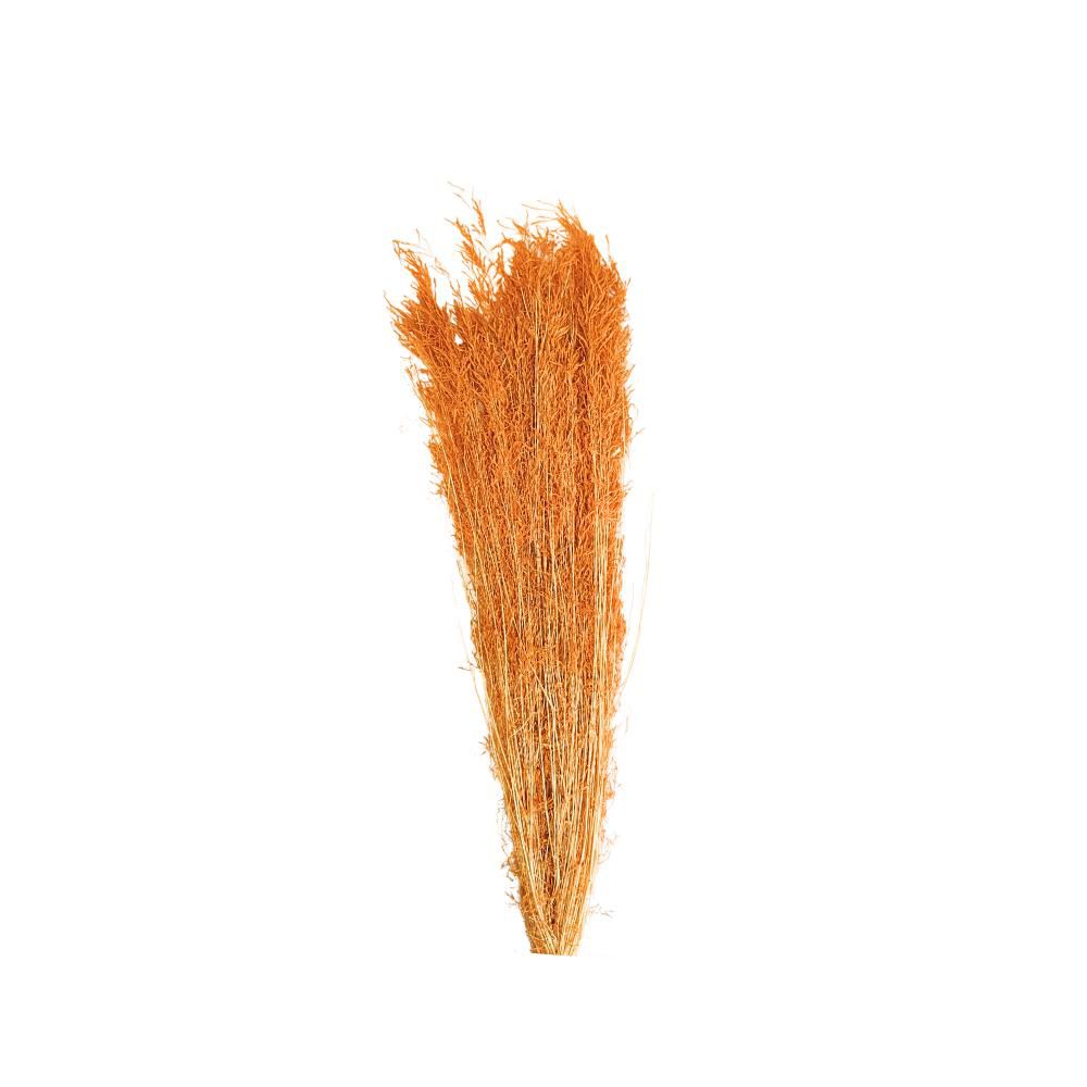 MUNNY GRASS GR.100 CM.60-70 TERRA