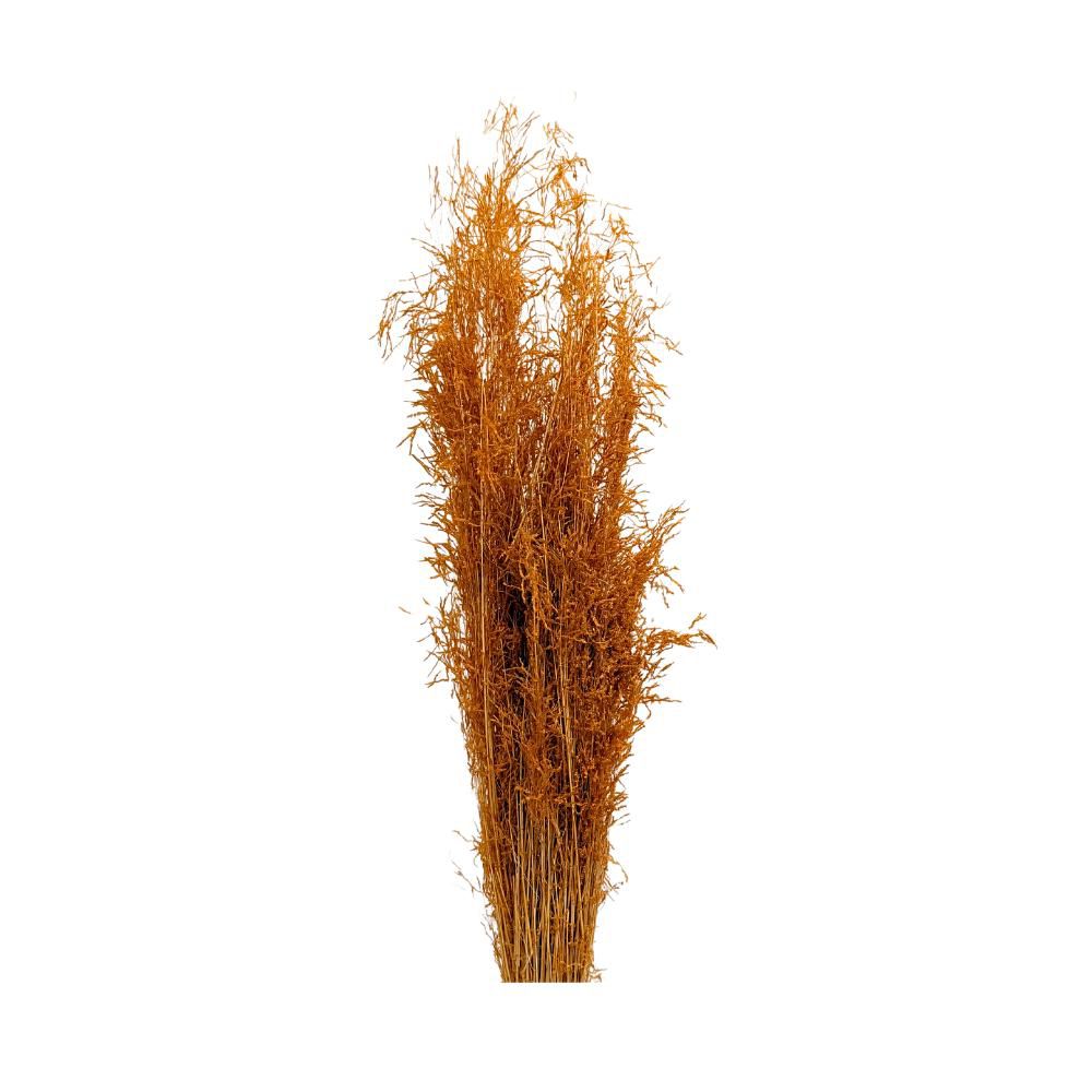 MUNNY GRASS GR.100 CM.60-70 SENAPE
