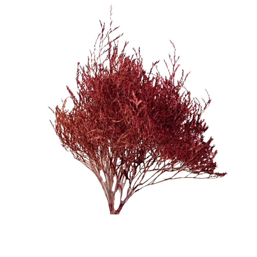 STATICE TARATARICA GR.100 CM.85-90 BORDEAUX