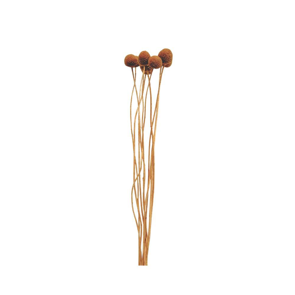 CRASPEDIA MAZZO 10 PZ. CM.60 SENAPE