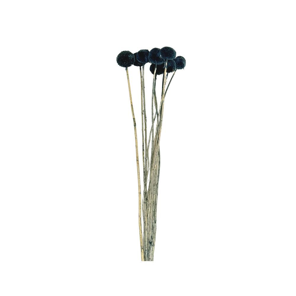 CRASPEDIA MAZZO 10 PZ. CM.60 PETROLIO