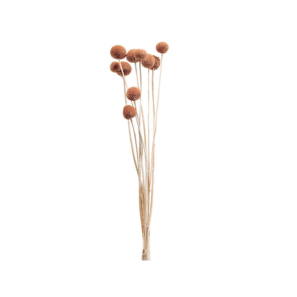 CRASPEDIA MAZZO 10 PZ. CM.60 ROSA ANTICO