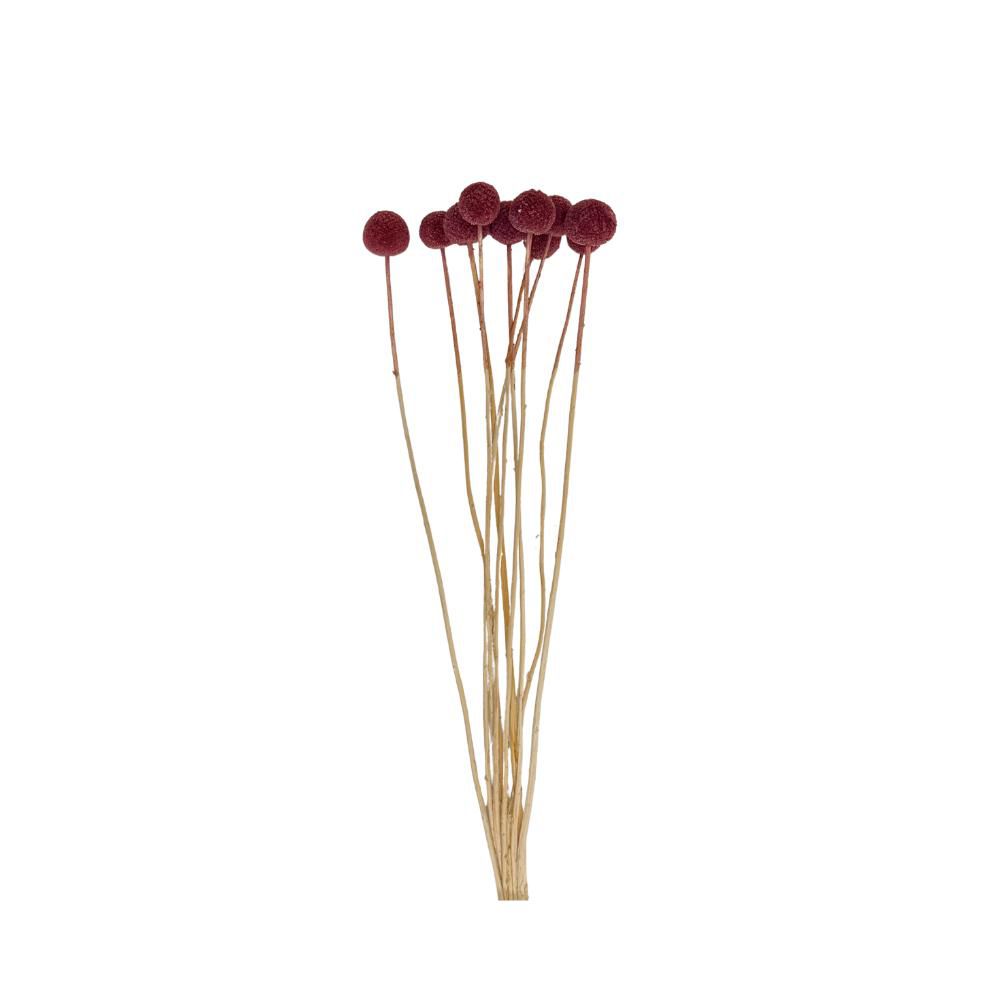 CRASPEDIA MAZZO 10 PZ. CM.60 VINACCIA