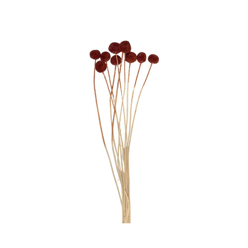 CRASPEDIA MAZZO 10 PZ. CM.60 BORDEAUX