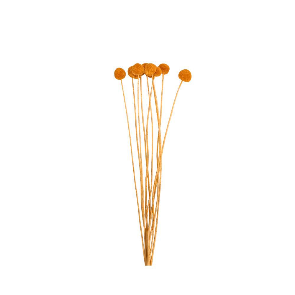 CRASPEDIA MAZZO 10 PZ. CM.60 TERRA
