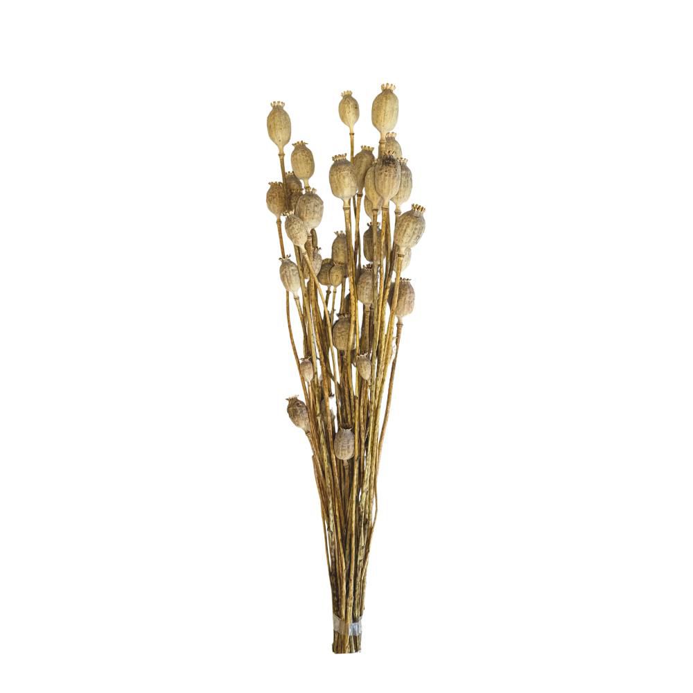 PAPAVERO OLANDESE 50/60CM MAZZO GR.100/120 NATURALE PAPAVERO OLANDESE 50/60CM MAZZO GR.100/120 NATURALE