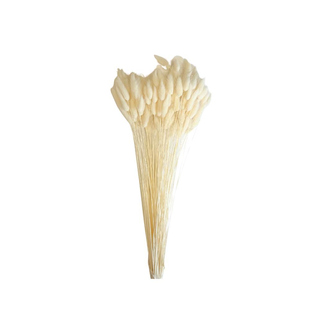 LAGURUS IN BUSTA A CONOGR.100 CM.60-70 BIANCO LAGURUS IN BUSTA A CONOGR.100 CM.60-70 BIANCO