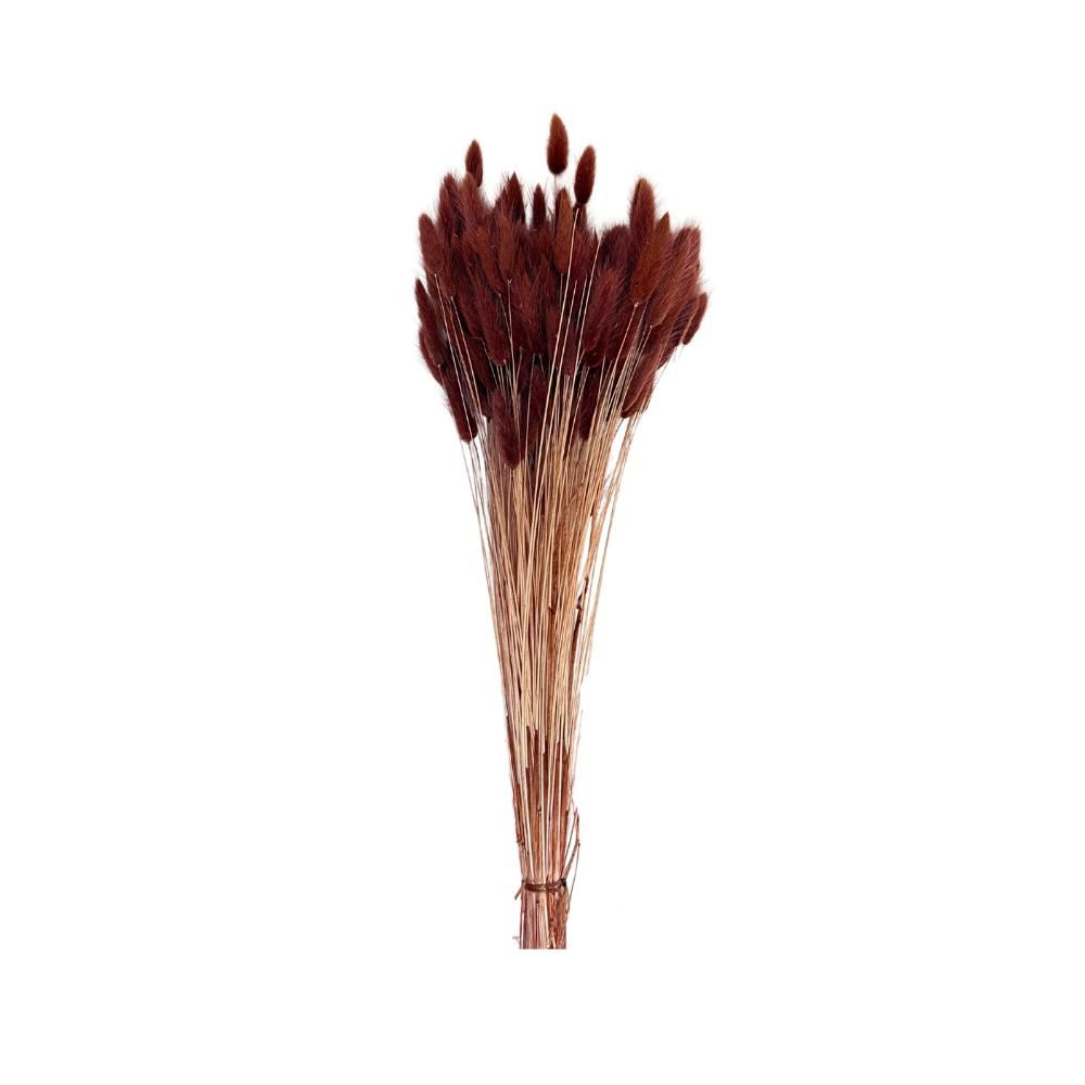 LAGURUS IN BUSTA A CONOGR.100 CM.60-70 BORDEAUX