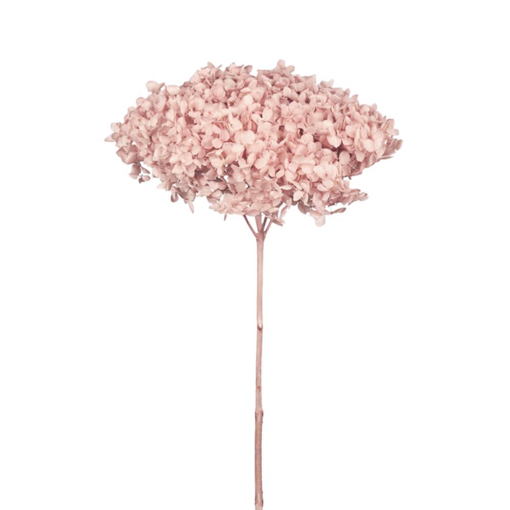 HYDRANGEA STABILIZZATA CM.52 -ANNABELLE SAKURA- ROSA HYDRANGEA STABILIZZATA CM.52 -ANNABELLE SAKURA- ROSA