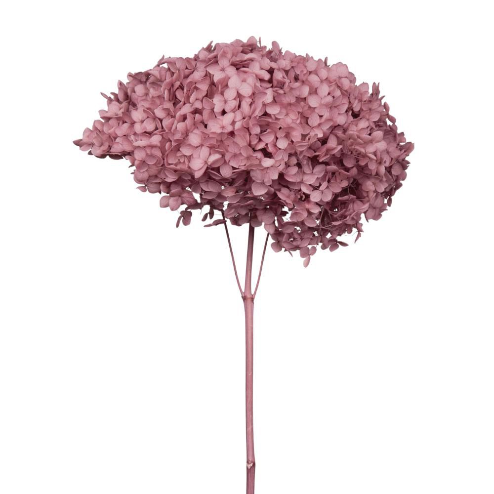 HYDRANGEA STABILIZZATA CM.52 -ANNABELLE MAUVE- MALVA