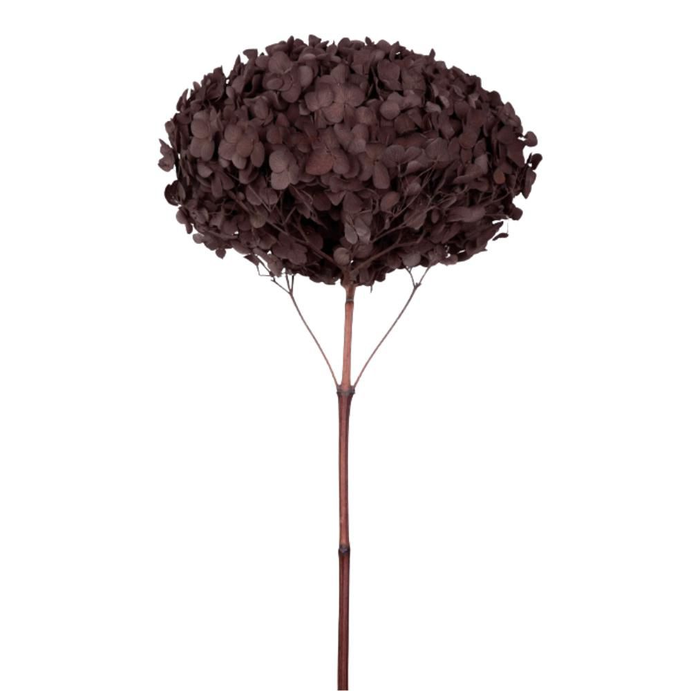 HYDRANGEA STABILIZZATA CM.52 -ANNABELLE- MARRONE HYDRANGEA STABILIZZATA CM.52 -ANNABELLE- MARRONE