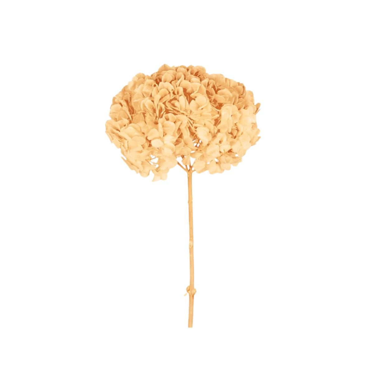 HYDRANGEA STABILIZZATA CM.52 -BIG LEAF- CHAMPAGNE