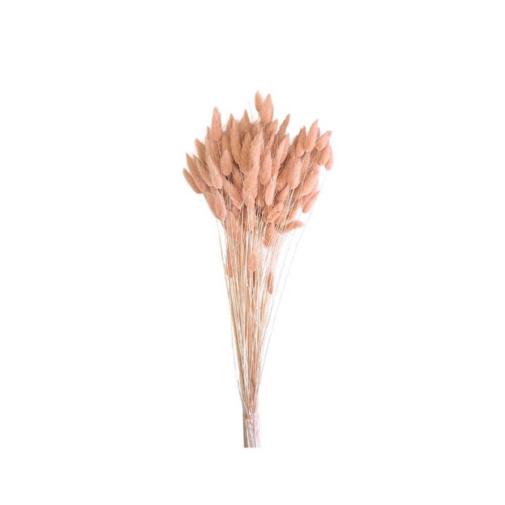 LAGURUS IN BUSTA A CONOGR.100 CM.60-70 ROSA ANTICO