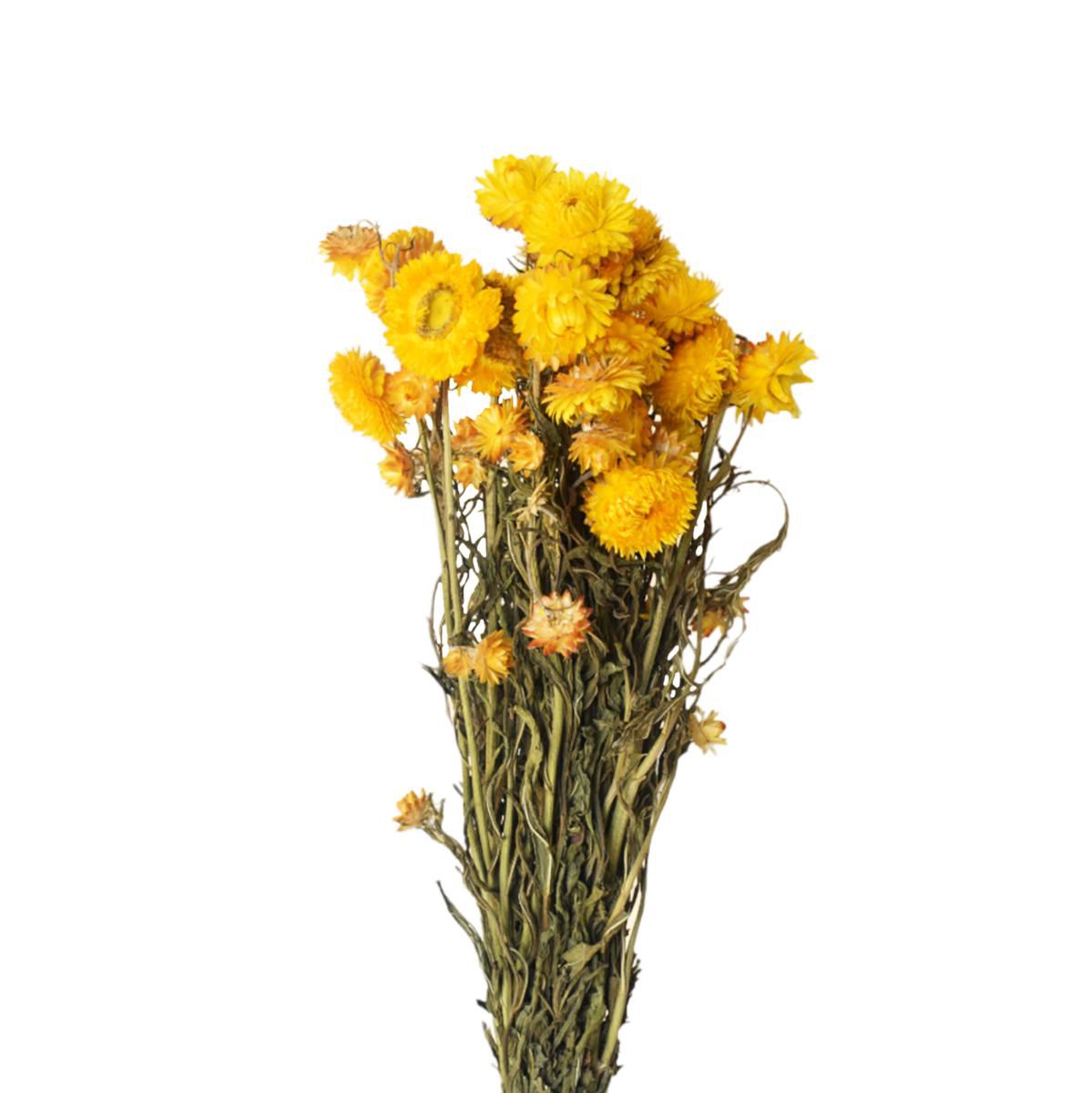 HELICRISIUM BUNCH GR.100 GIALLO HELICRISIUM BUNCH GR.100 GIALLO