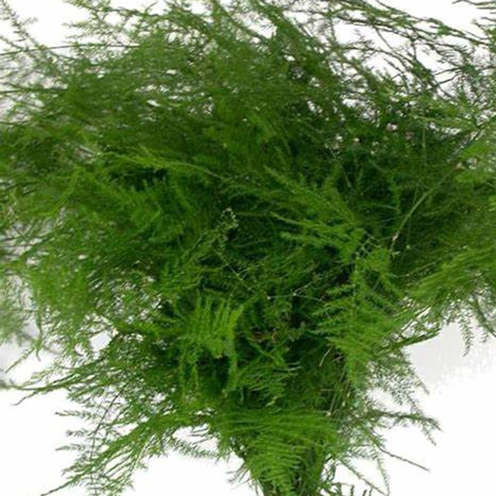 ASPARAGUS PLUMOSO 50 PZ. VERDE/89 ASPARAGUS PLUMOSO 50 PZ. VERDE/89