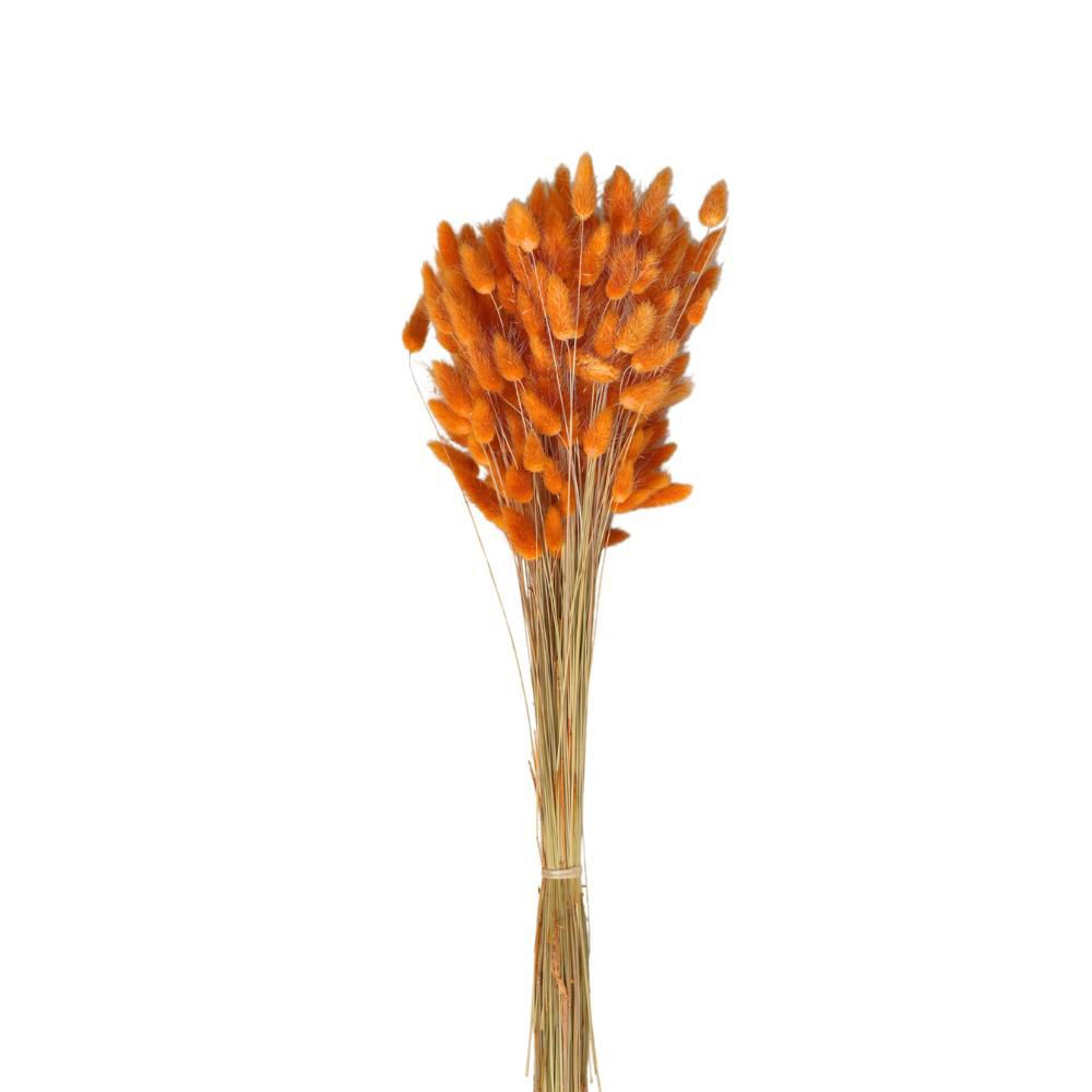 LAGURUS IN BUSTA A CONOGR.100 COGNAC/11