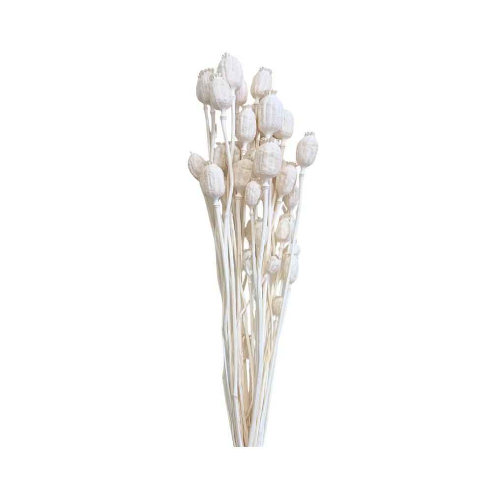 PAPAVERO OLANDESE 50/60CM MAZZO GR.100/120 BIANCO