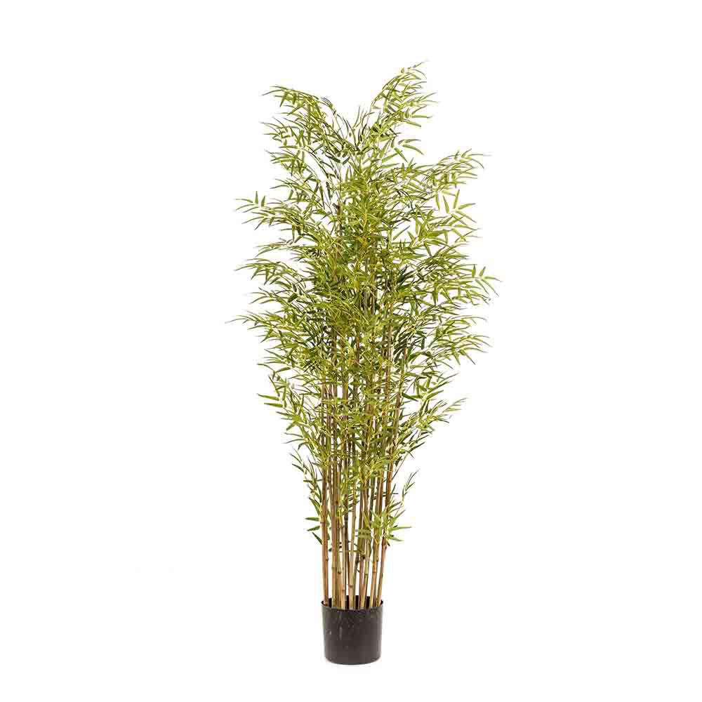 BAMBOO GIAPPONESE PIANTA C/VASO 15X 1520LVS CM.175 VERDE