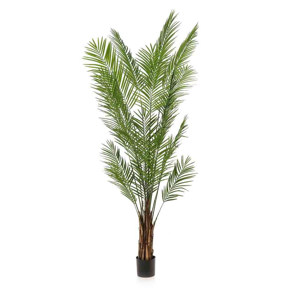 ARECA PALMA PIANTA C/VASO CM.240 VERDE